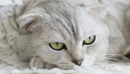 网页版入口-开云体育app——您的掌上体育世界