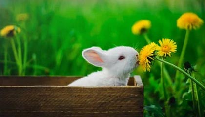 8868在线官网登录入口——安全便捷的数字娱乐平台